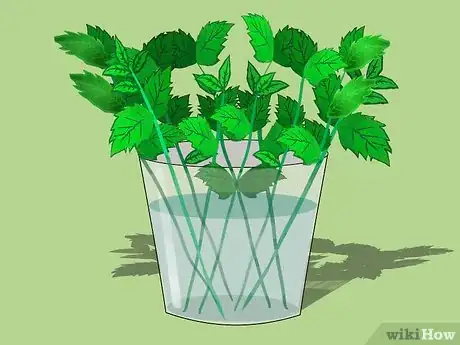 Image titled Buy Mint Plants Step 3