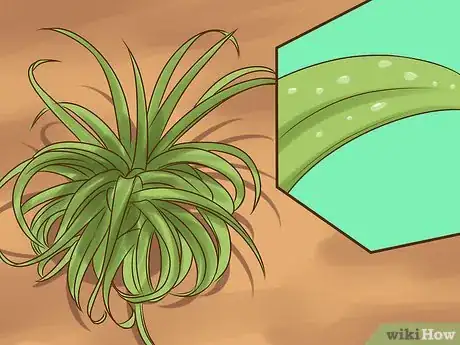 Image titled Care for Air Plants Step 1