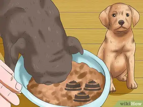 Image titled Care for Puggles Step 5