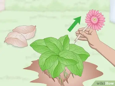 Image titled Divide Gerbera Daisies Step 4
