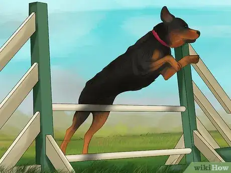 Image titled Diagnose Osteochondrosis Dissecans in Rottweilers Step 11