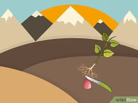 Image titled Sprout Sweet Potatoes Step 10