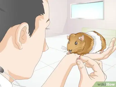 Image titled Spot Foot Sores on Guinea Pigs Step 10