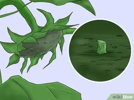 Image titled Get Rid of Sunflowers Step 10