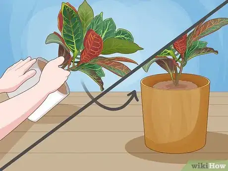 Image titled Care for a Croton Petra Step 2