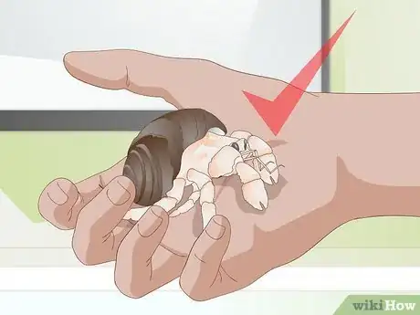Image titled Buy a Pet Hermit Crab Step 1