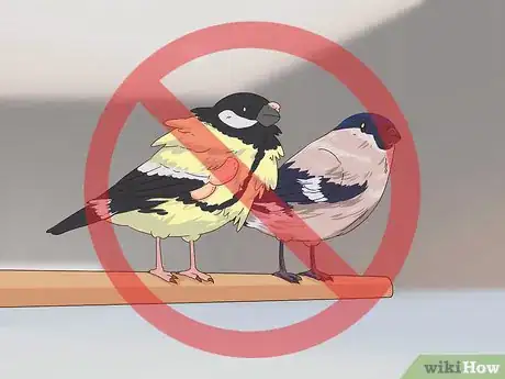 Image titled Treat Avian Pox in Finches Step 9