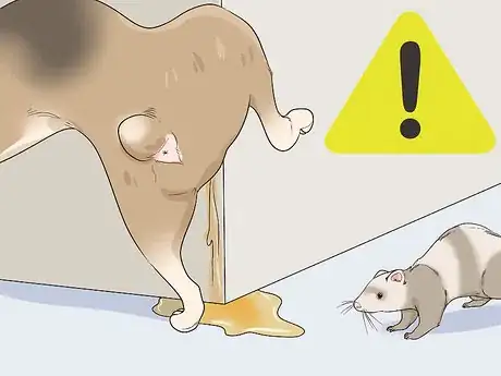 Image titled Get Your Ferret Vaccinated Step 5
