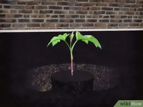 Image titled Grow Snowball Trees Step 4