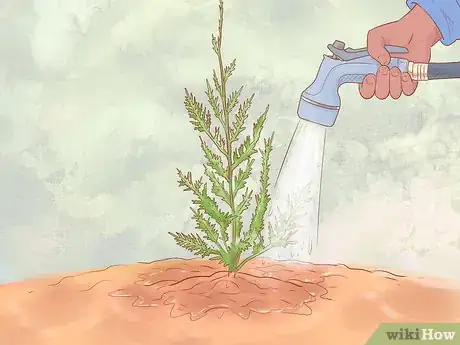 Image titled Plant Leyland Cypress Step 16
