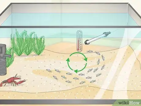 Image titled Determine Which Breed of Corydoras is Best for Your Aquarium Step 9