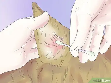 Image titled Remove Ear Mites from a Dog Step 14