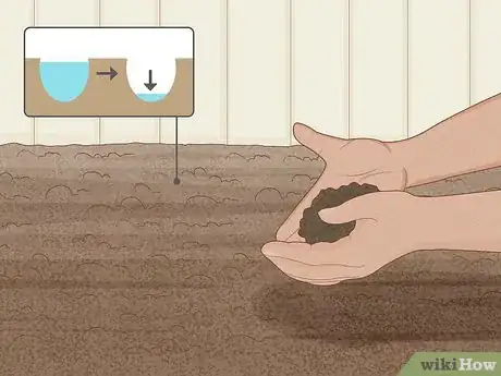 Image titled Plant Anemone Corms Step 1