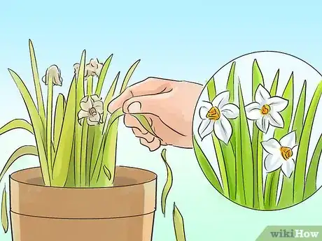 Image titled Grow Jonquils Step 7