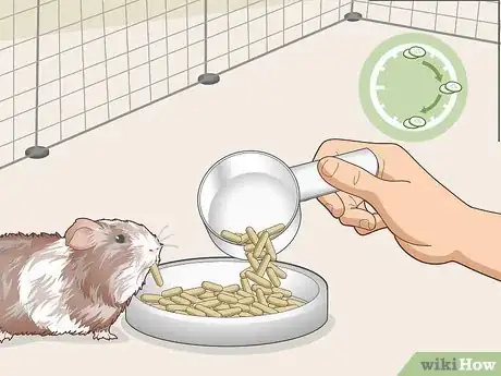 Image titled Teach Your Guinea Pig to Come when Called Step 3