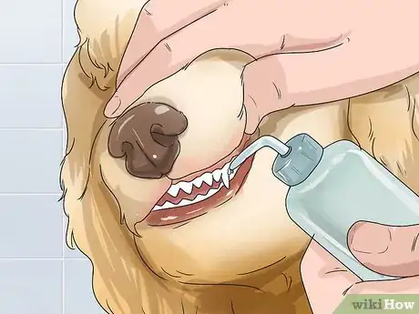 Image titled Treat Canine Periodontal Disease Step 11