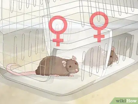 Image titled Keep a Pair of Pet Rats Step 2