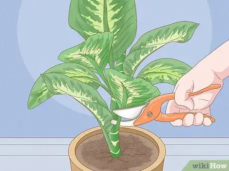 Image titled Propagate from Cane Cuttings Step 2