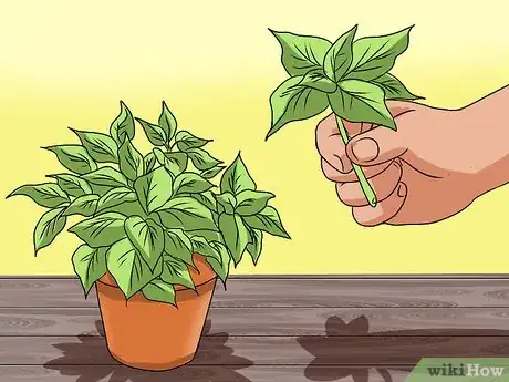 Image titled Grow Coleus Step 17