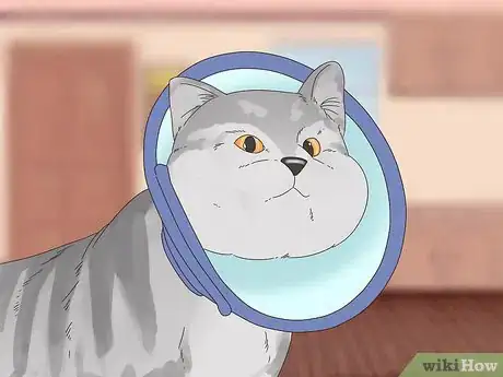 Image titled Diagnose and Treat Zinc Poisoning in Cats Step 9