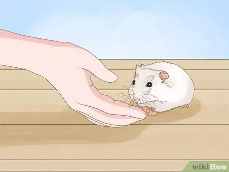 Image titled Carry a Hamster Step 2