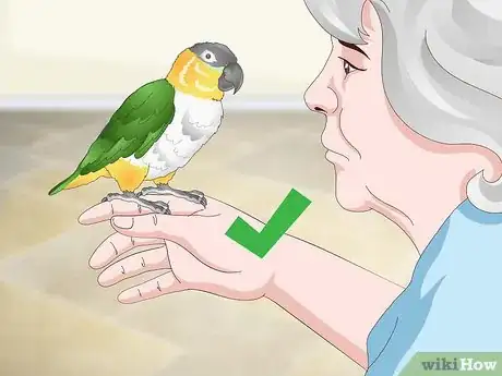 Image titled Handle Your Caique Parrot Step 9