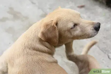 Image titled Alleviate Dry Skin in Dogs Step 3