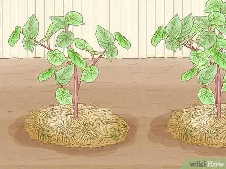 Image titled Get Rid of Canadian Thistles Step 7