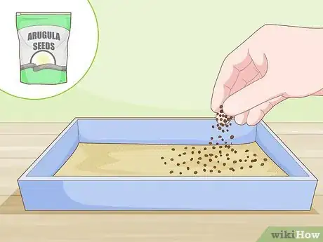 Image titled Grow Arugula Microgreens Step 13