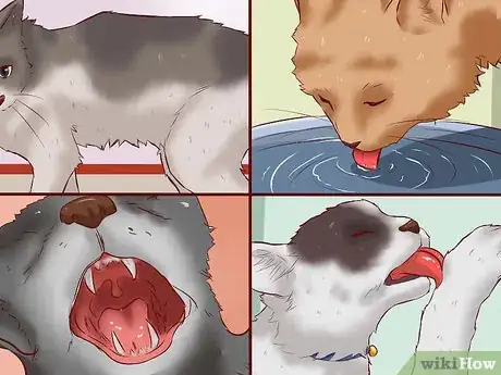 Image titled Get a Cat for a Pet Step 14