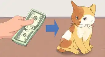 Find Homes for a Litter of Kittens