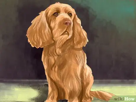 Image titled Identify a Sussex Spaniel Step 1