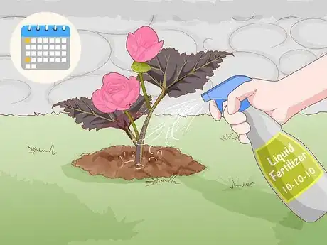 Image titled Make Begonias Bloom Step 4