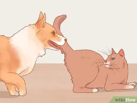 Image titled Figure Out if Your Cat Is Angry Step 7