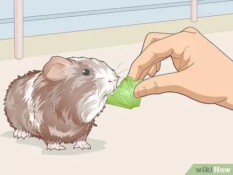 Image titled Teach Your Guinea Pig to Come when Called Step 7