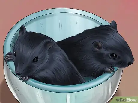 Image titled Treat Gerbils Prone to Seizure Step 7
