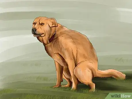 Image titled Tell if Your Dog Is Having a Medical Emergency Step 3
