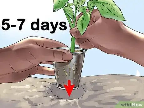 Image titled Root Tomato Suckers Step 9