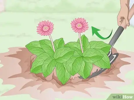 Image titled Divide Gerbera Daisies Step 2