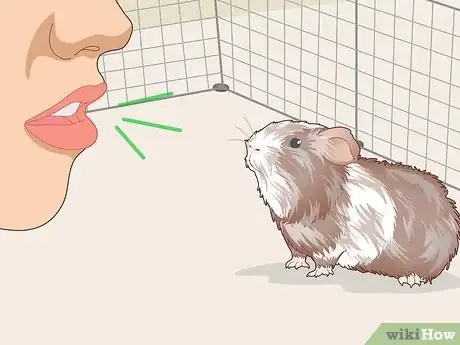 Image titled Teach Your Guinea Pig to Come when Called Step 4