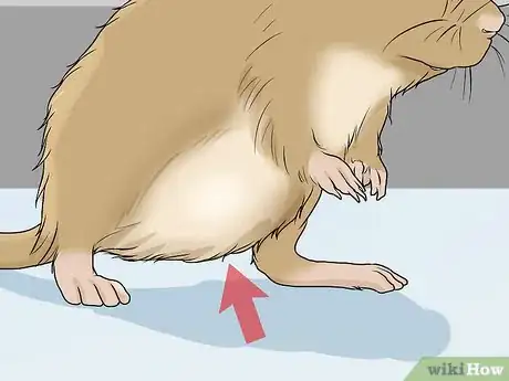 Image titled Spot and Treat Ovarian Cysts in Gerbils Step 2
