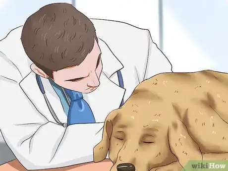 Image titled Ease Your Dog's Stomach Problems Step 7
