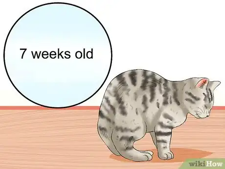 Image titled Care for Egyptian Maus Step 6