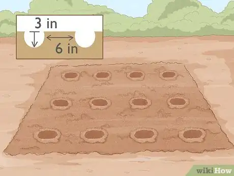 Image titled Grow Night Scented Stock Step 15