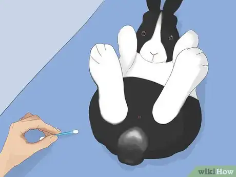 Image titled Bathe Your Pet Rabbit Step 6