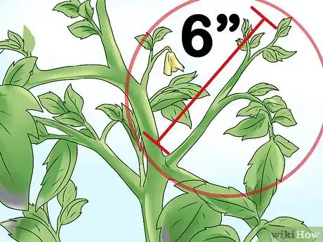 Image titled Root Tomato Suckers Step 1