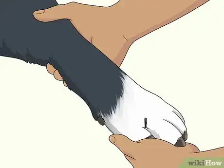 Image titled Treat Lameness in Dogs Step 1