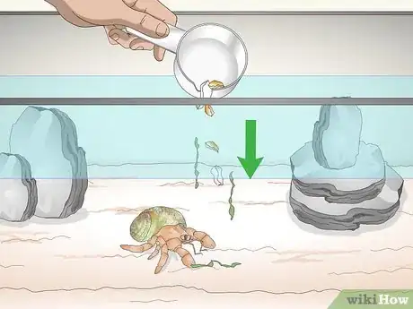 Image titled Care for a Marine Hermit Crab Step 7