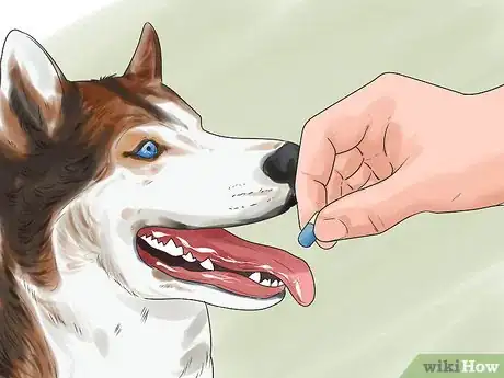 Image titled Treat Autoimmune Disorders in Siberian Huskies Step 6