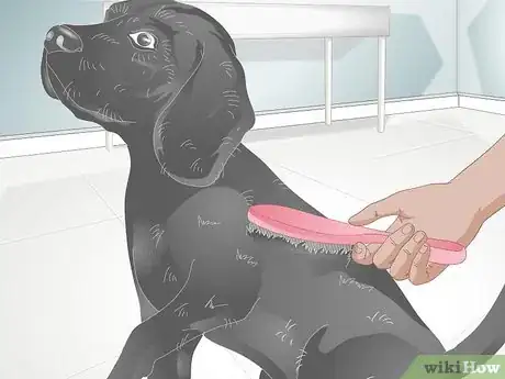 Image titled Make Grooming Comfortable for Older Dogs Step 5